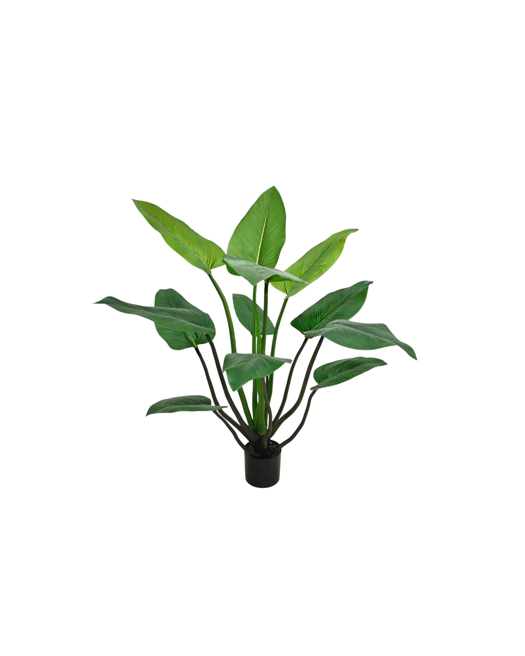 Alocasia plant | 120cm