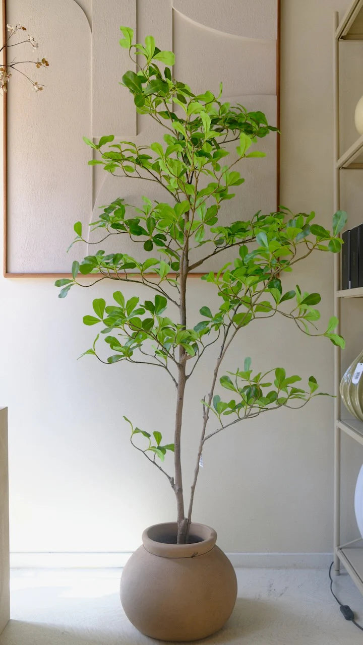 Moringa tree | 150cm