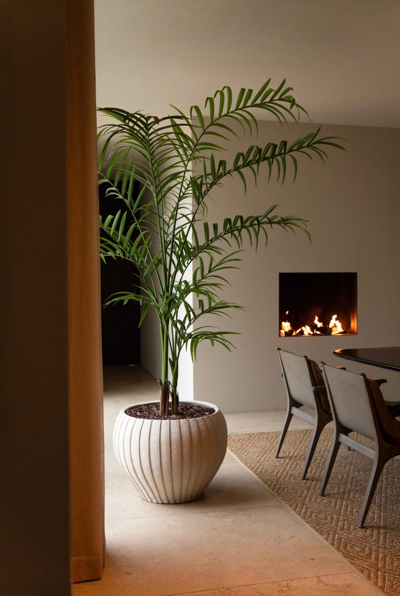 Palm plant | 240cm