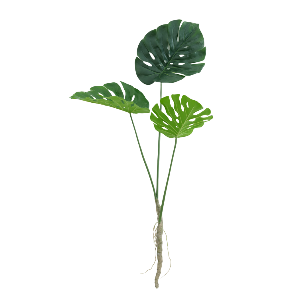 Monstera tak | 120cm