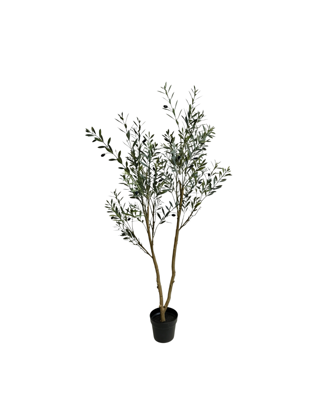 Olive tree | 120cm UV