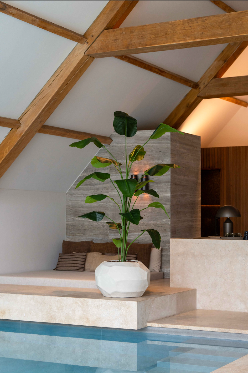 Strelitzia plant | 240cm