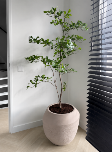 Moringa tree | 150cm
