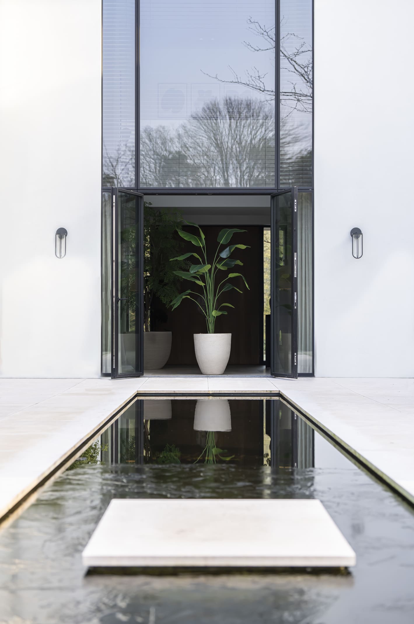 Strelitzia plant | 210cm