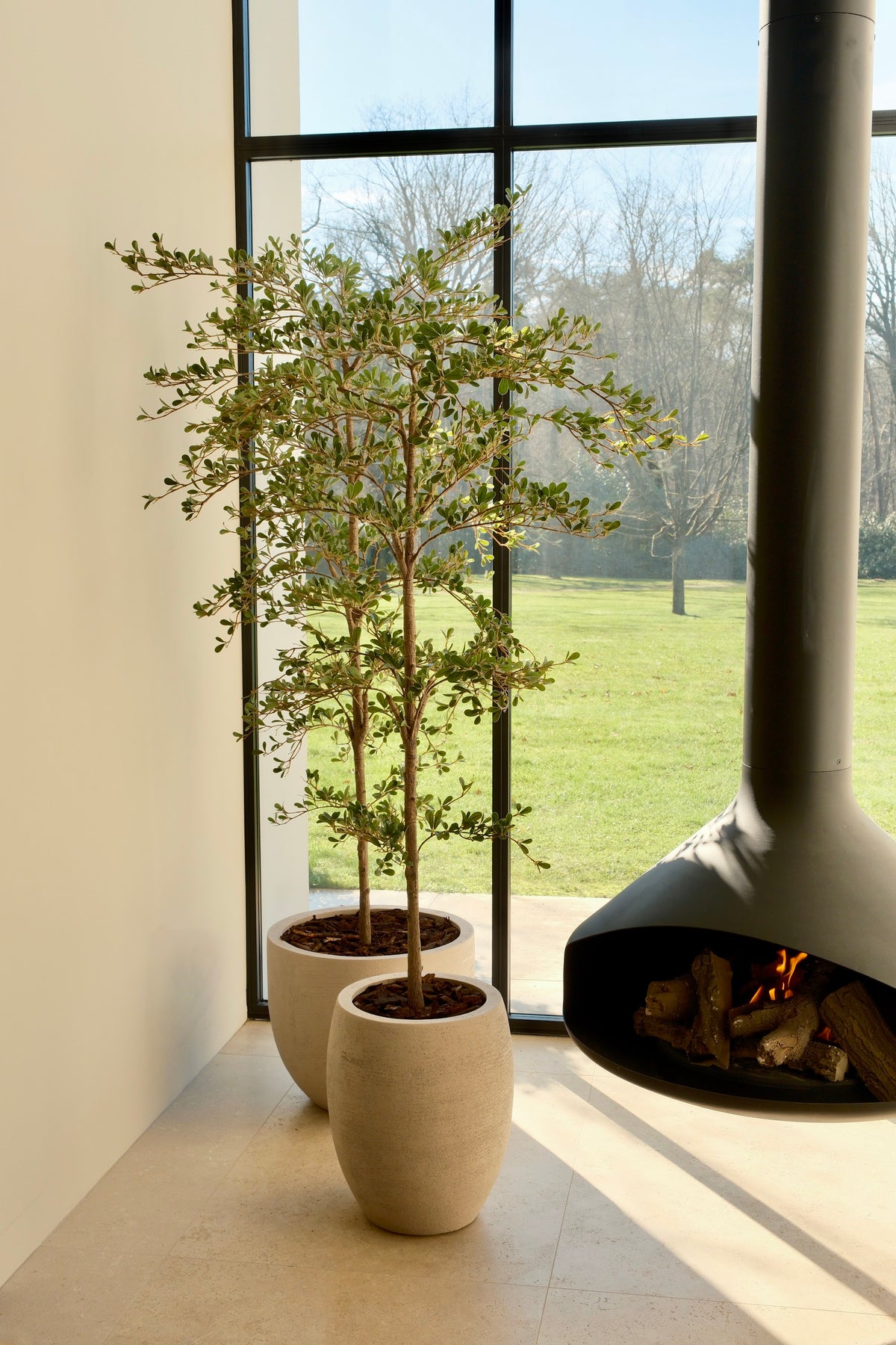 Black olive tree sfeerfoto