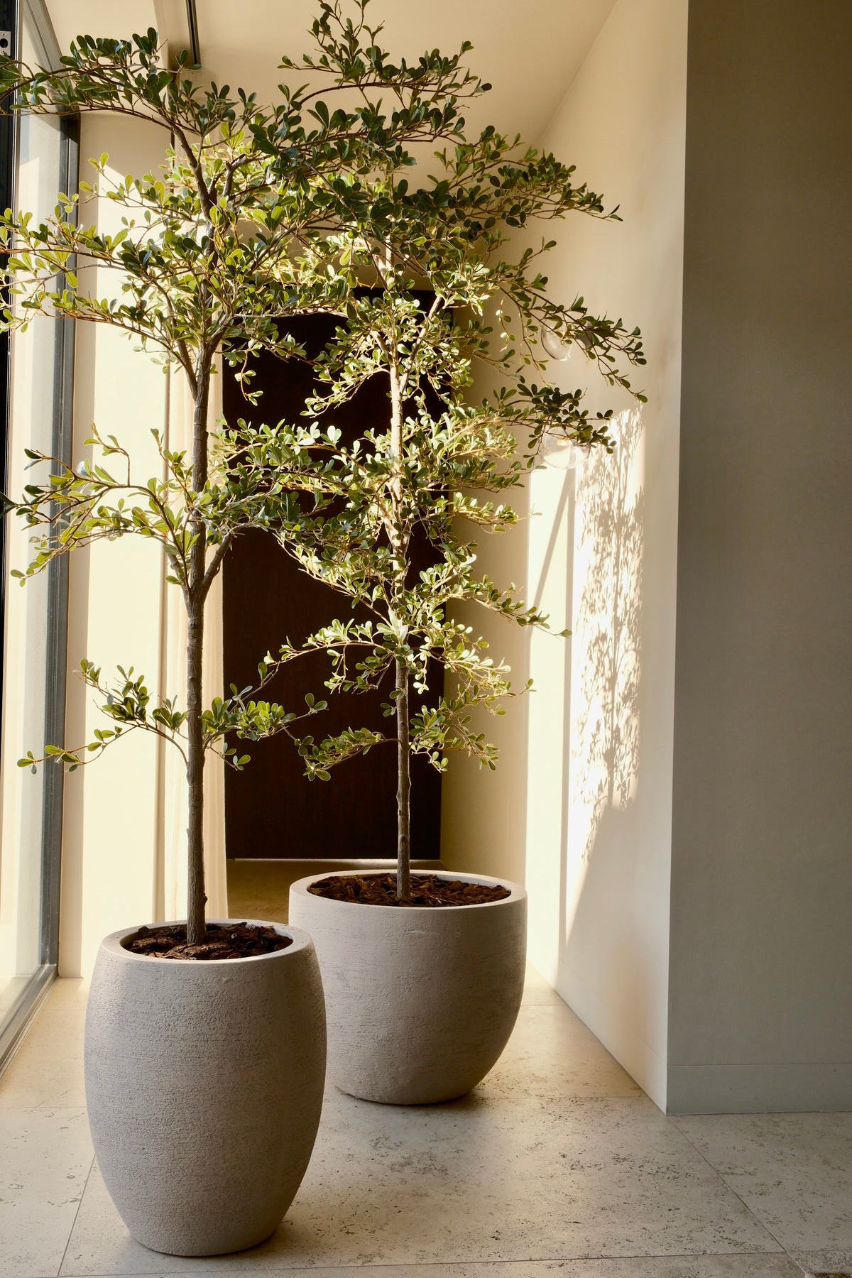 Black olive tree sfeerfoto