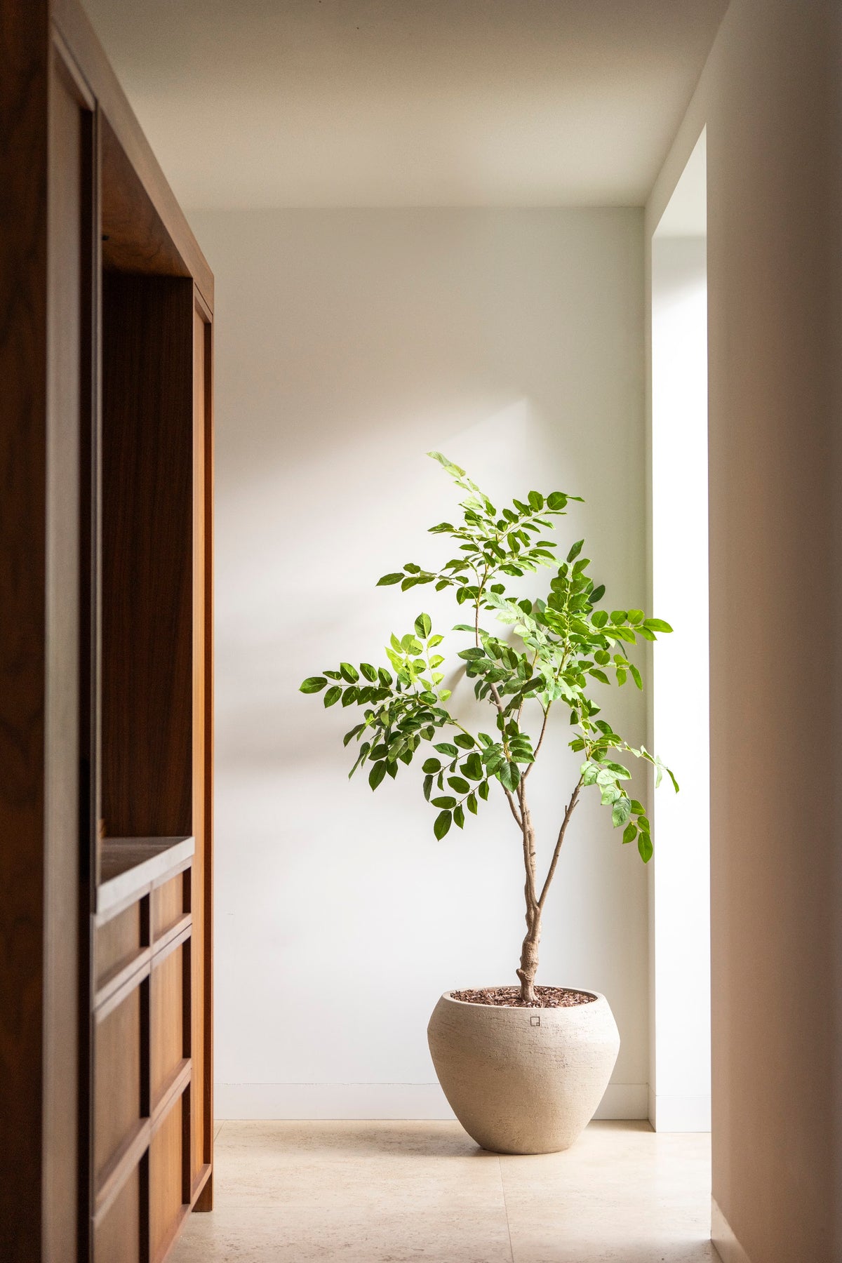 Sandalwood tree 180cm sfeerfoto