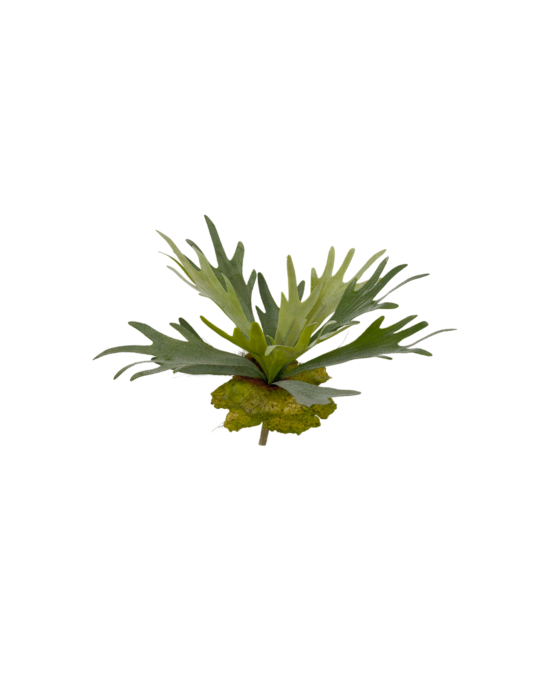 Hertshoornvaren 40 cm