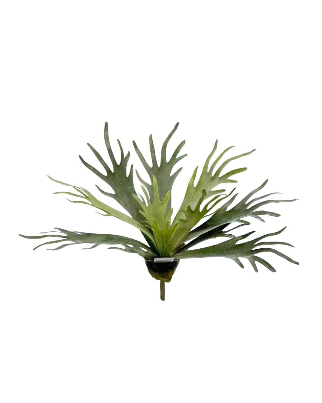 Hertshoornvaren 52 cm