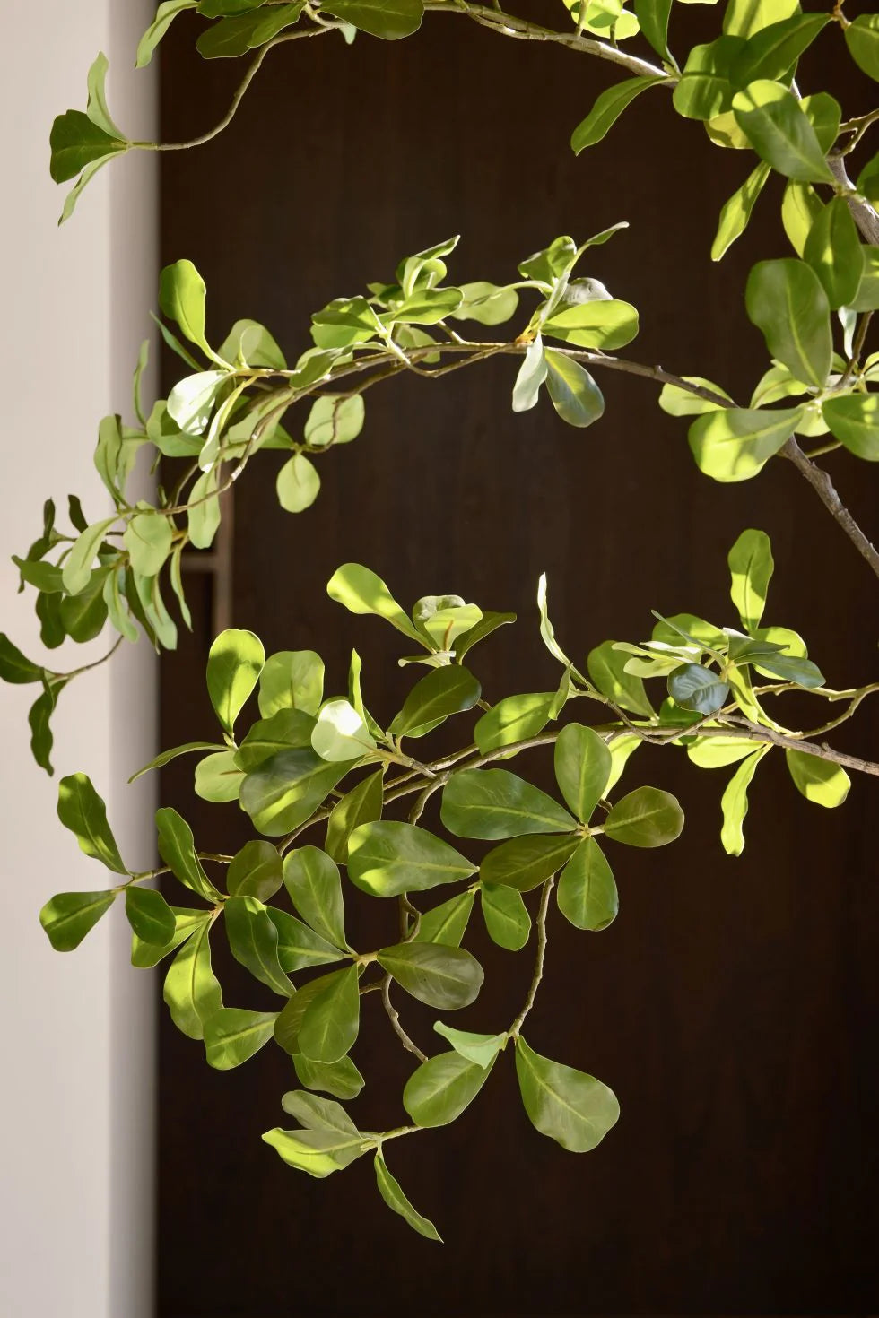Moringa tree | 150cm