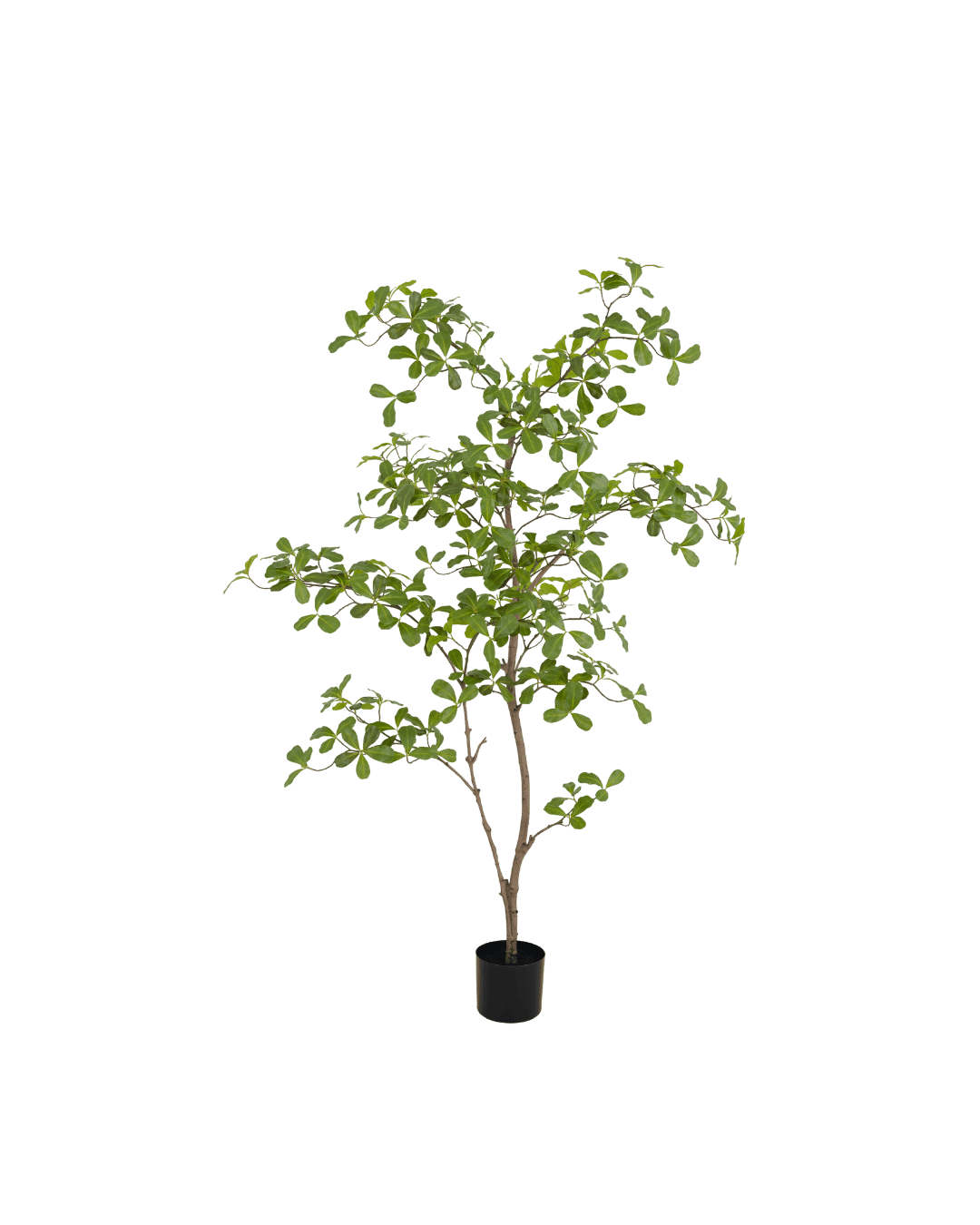 Moringa tree | 150cm