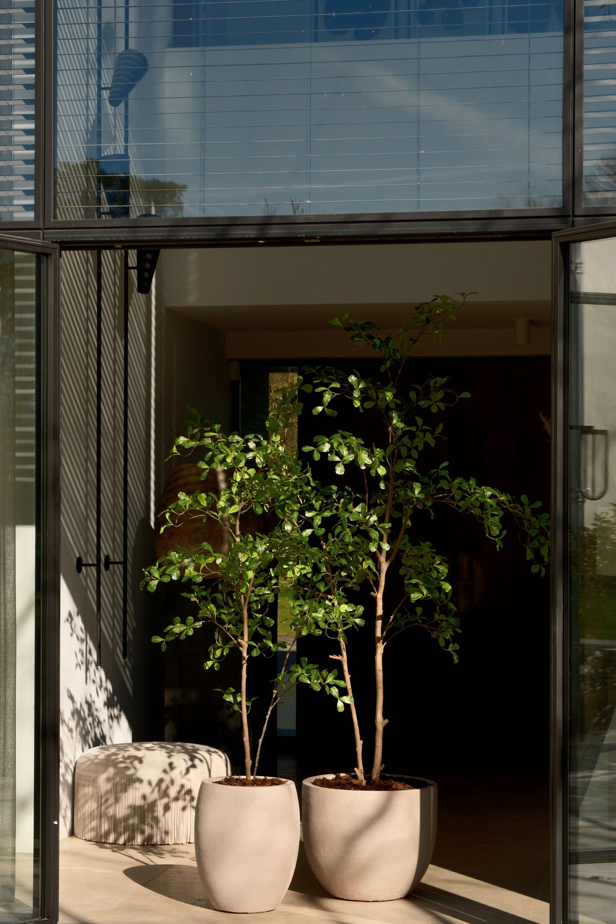 Kunstboom moringa 210+150cm