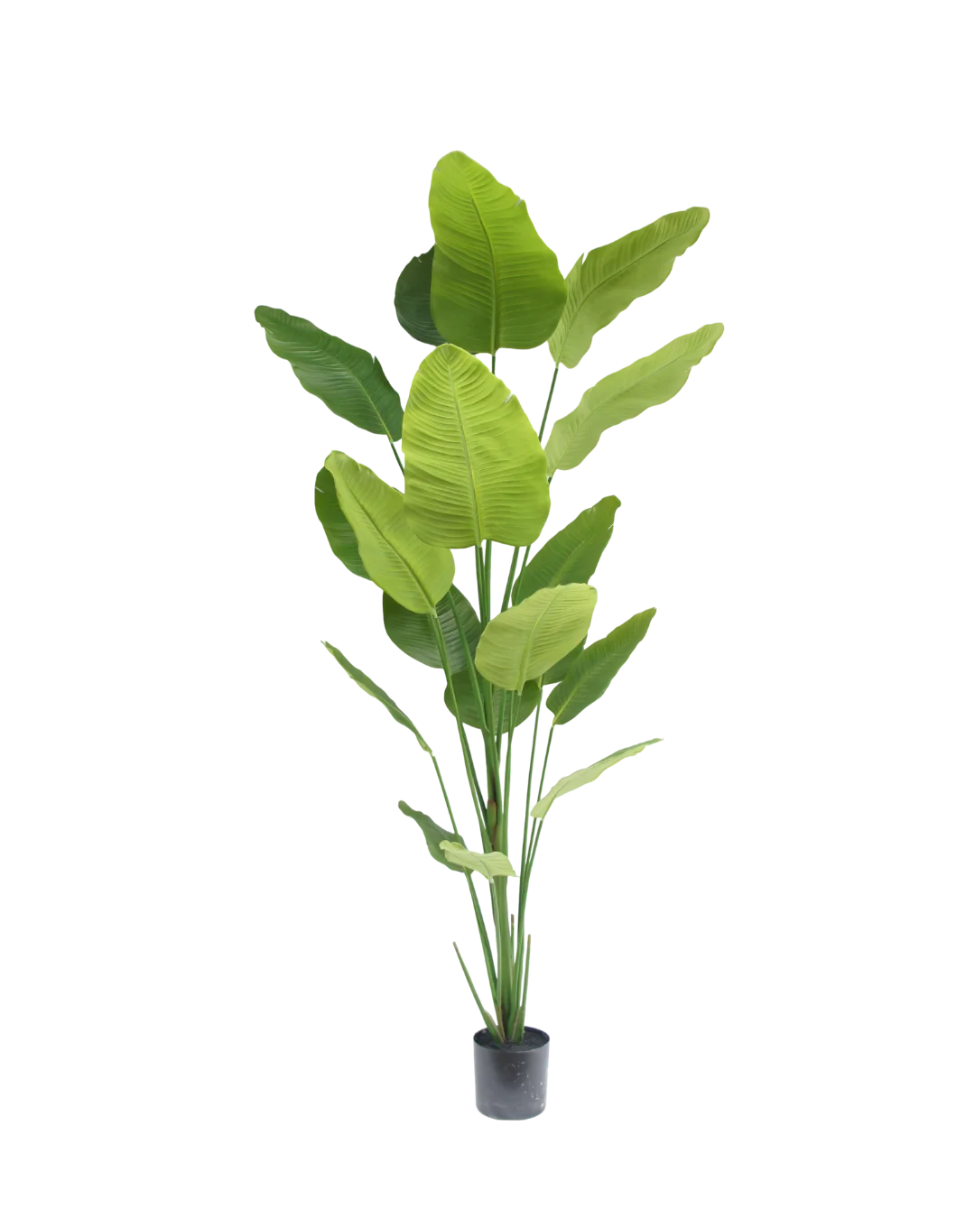 Strelitzia plant | 240cm