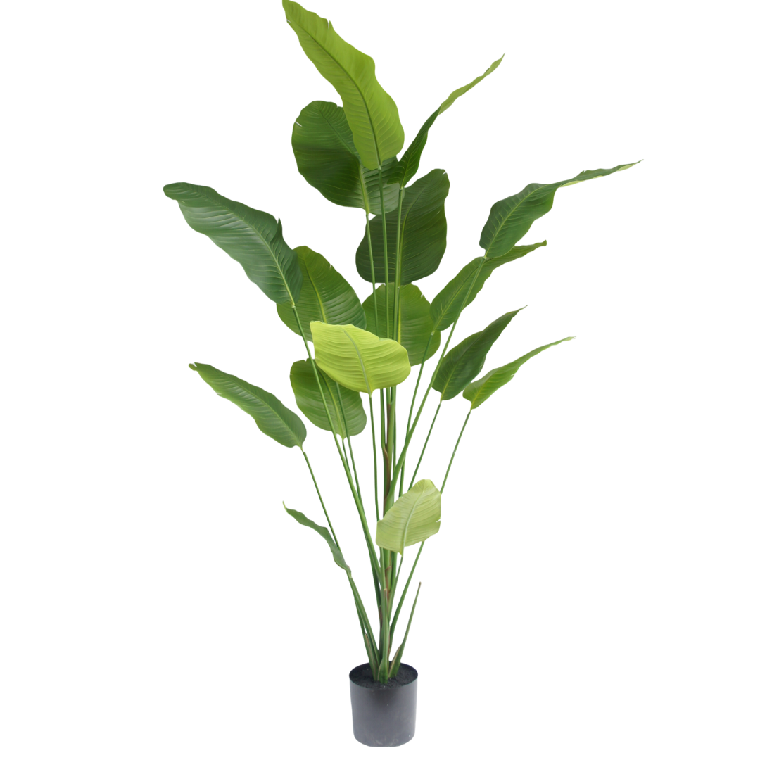 Strelitzia plant | 210cm
