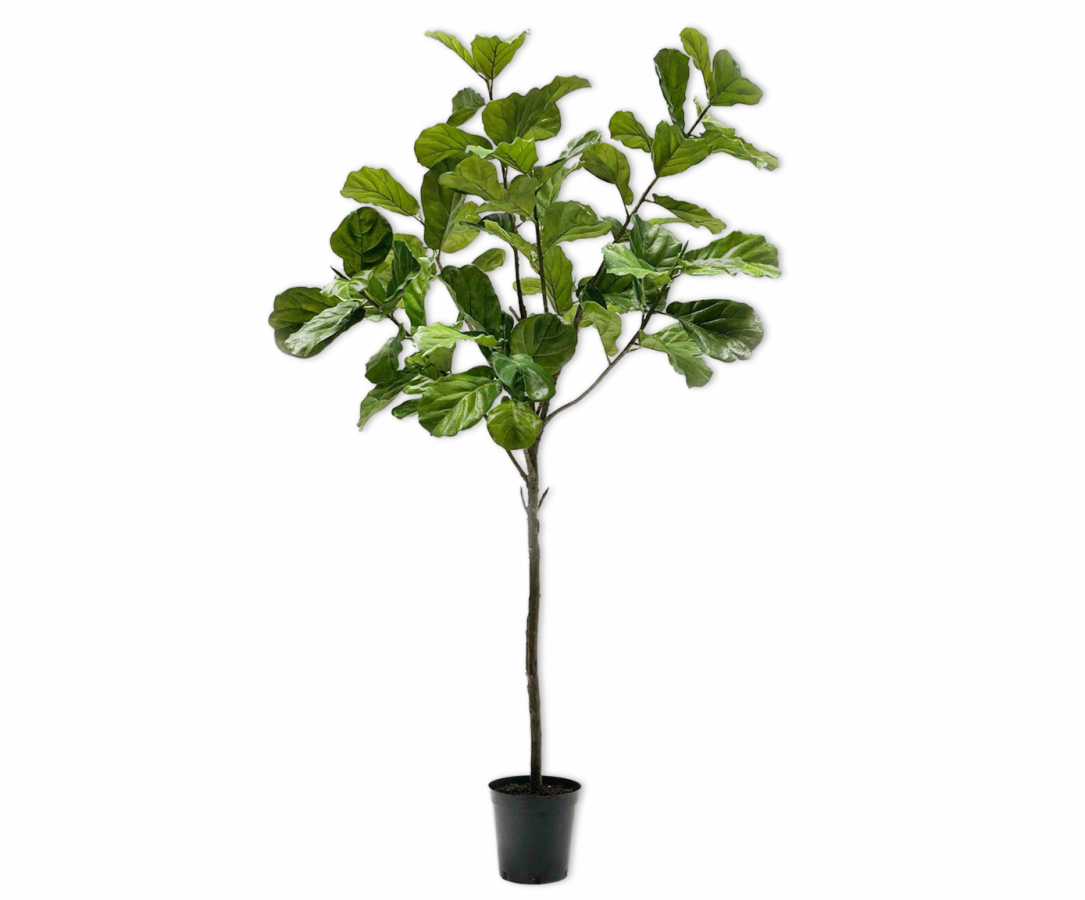 FICUS GROEN 254 cm