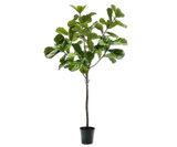 FICUS GROEN 254 cm