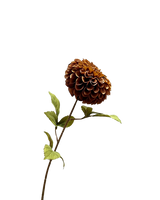 Zijden dahlia bruin 75 cm