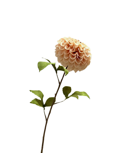 Zijden dahlia champagne 75 cm