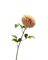 Zijden dahlia champagne 75 cm