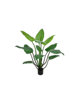 Alocasia plant 120cm