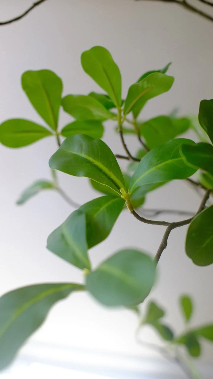 Moringa tree | 150cm