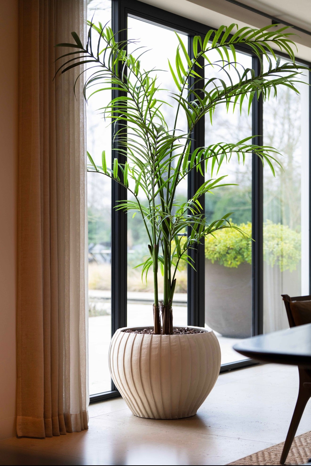 Palm plant | 240cm