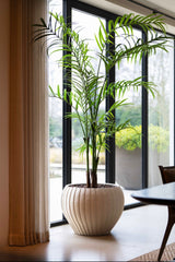 Palm plant | 240cm