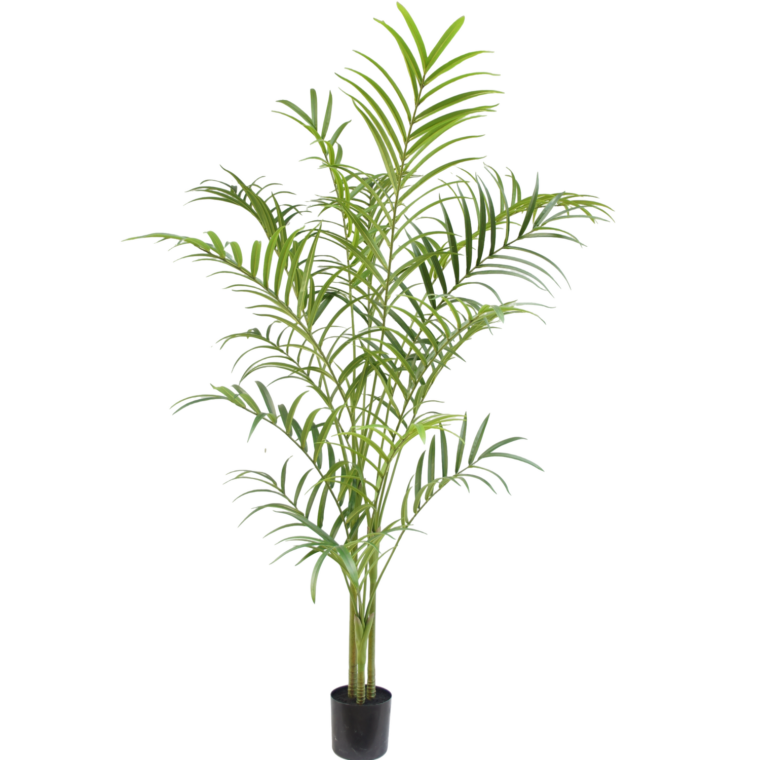 Palm plant | 240cm