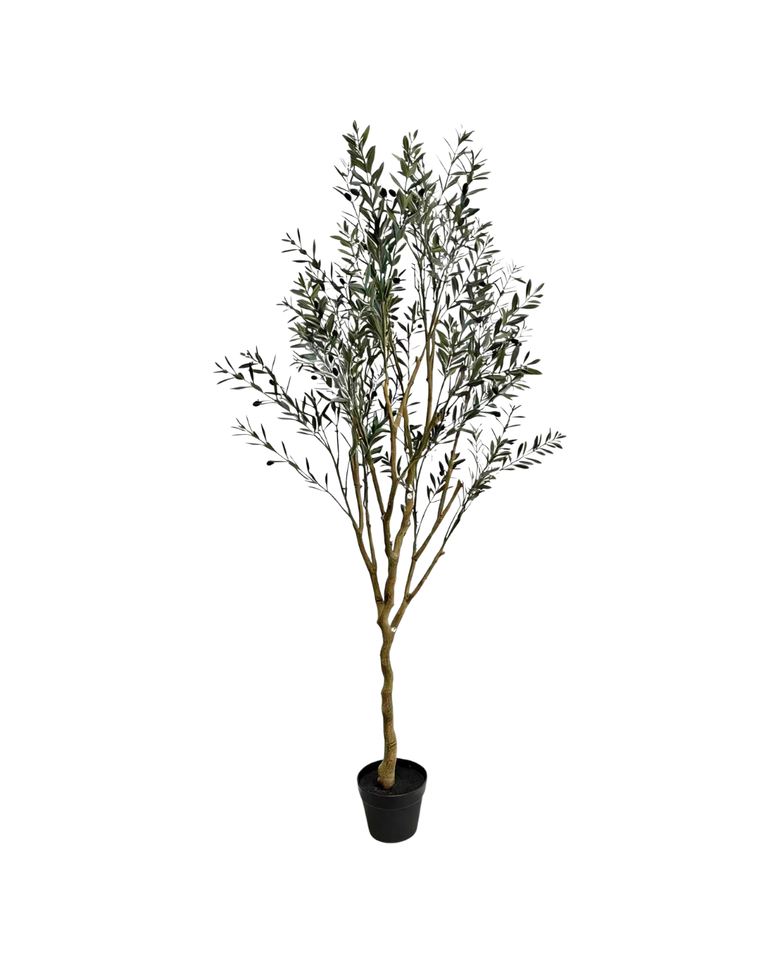 Olive tree | 170cm UV