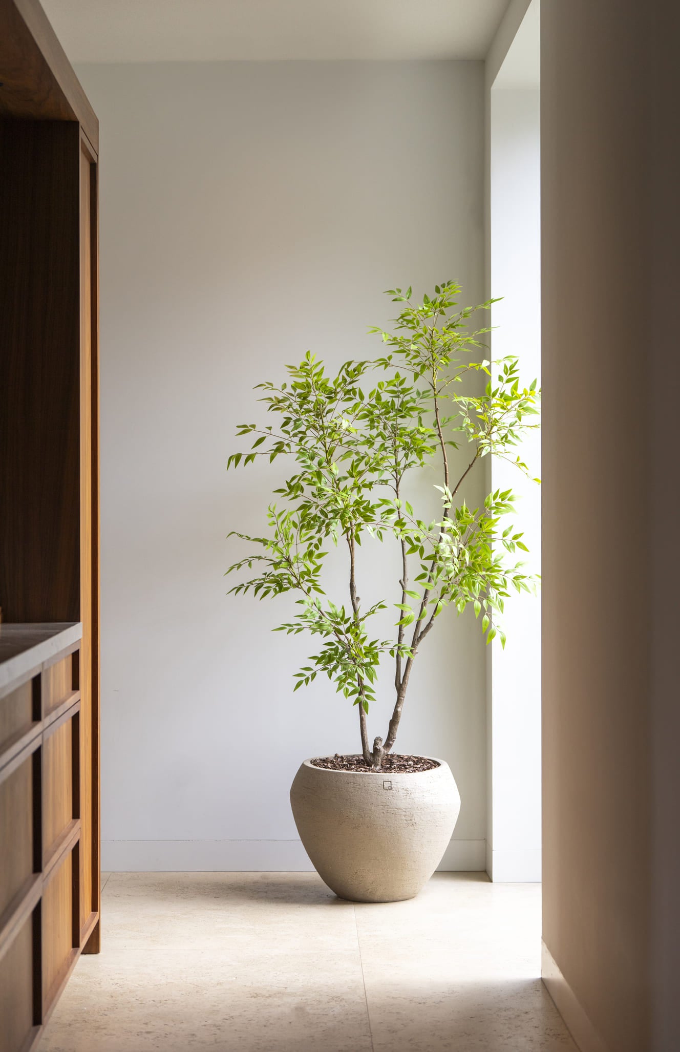 Nandina boom | 180cm