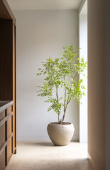 Nandina boom | 180cm