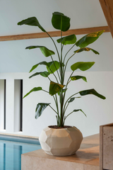Strelitzia plant | 240cm