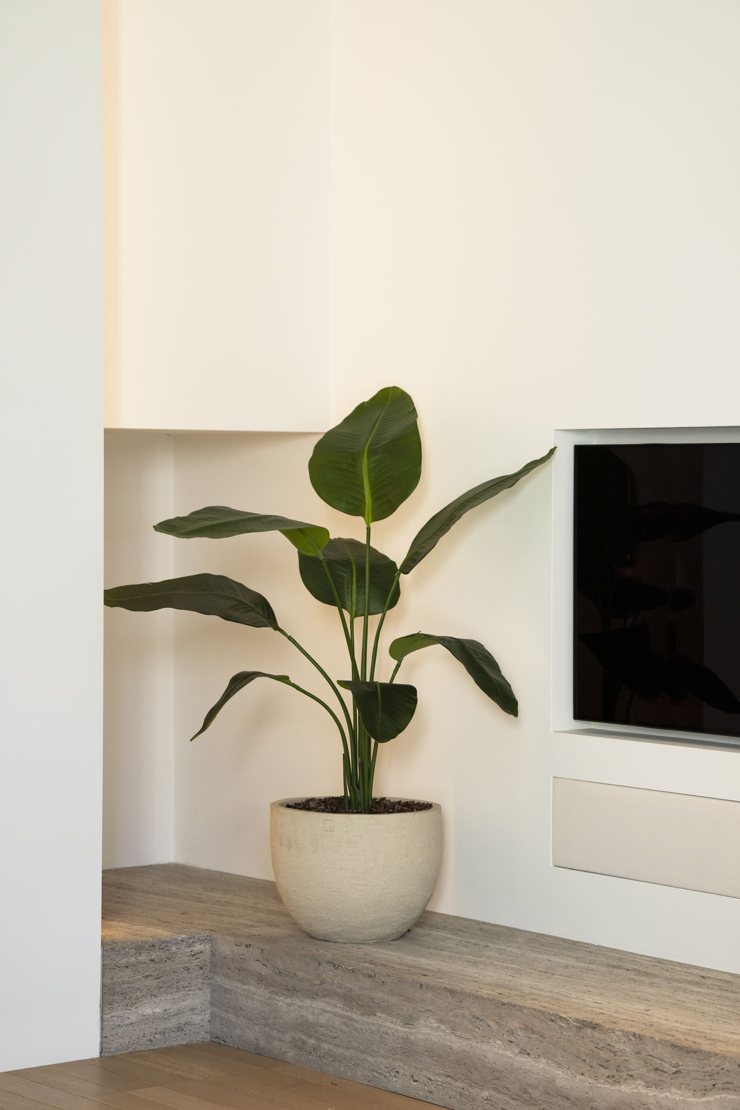Strelitzia plant | 120cm