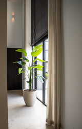 Strelitzia plant |  210cm