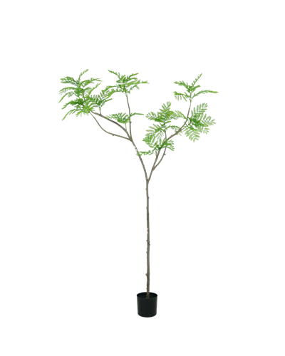 Acacia Whisper tree | 240cm