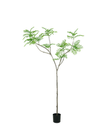Acacia Whisper tree | 240cm