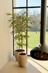 Black olive tree sfeerfoto