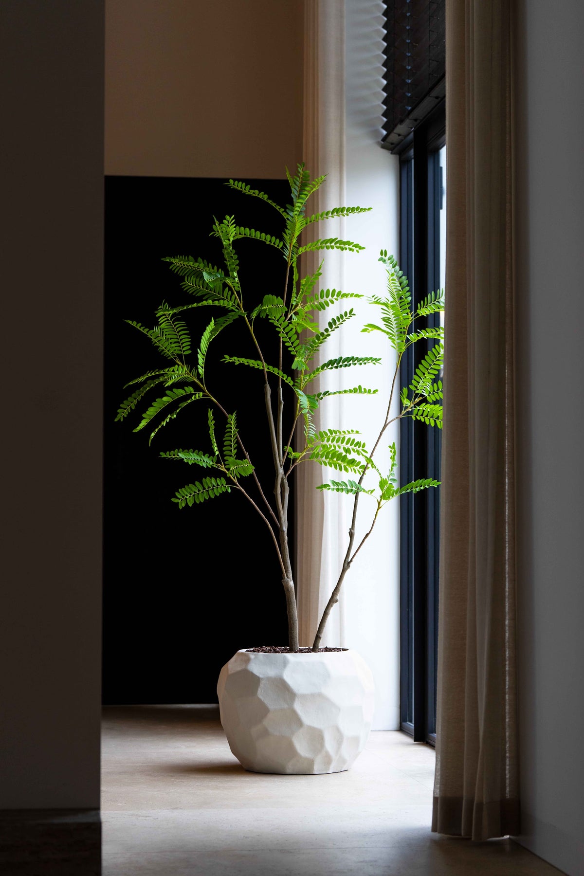 Mimosa tree 210cm sfeerfoto