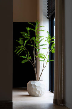 Mimosa tree 210cm sfeerfoto