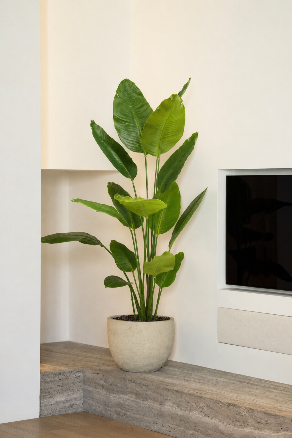 Strelitzia plant | 180cm