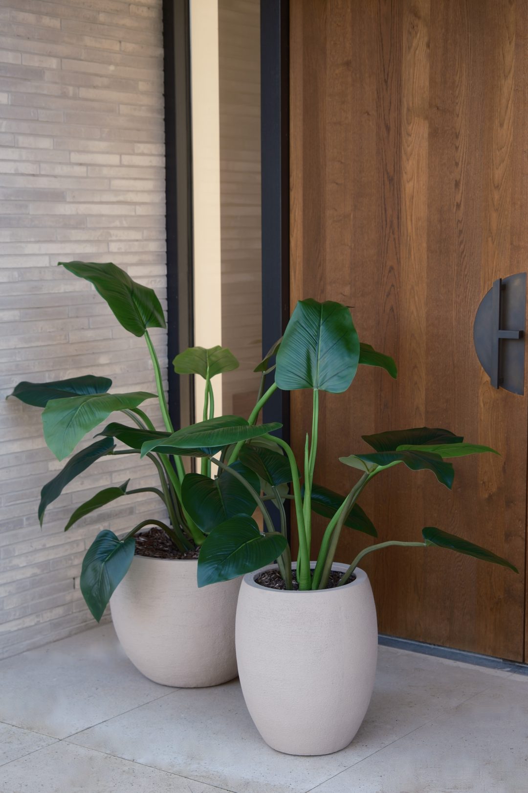 Alocasia plant | 120cm