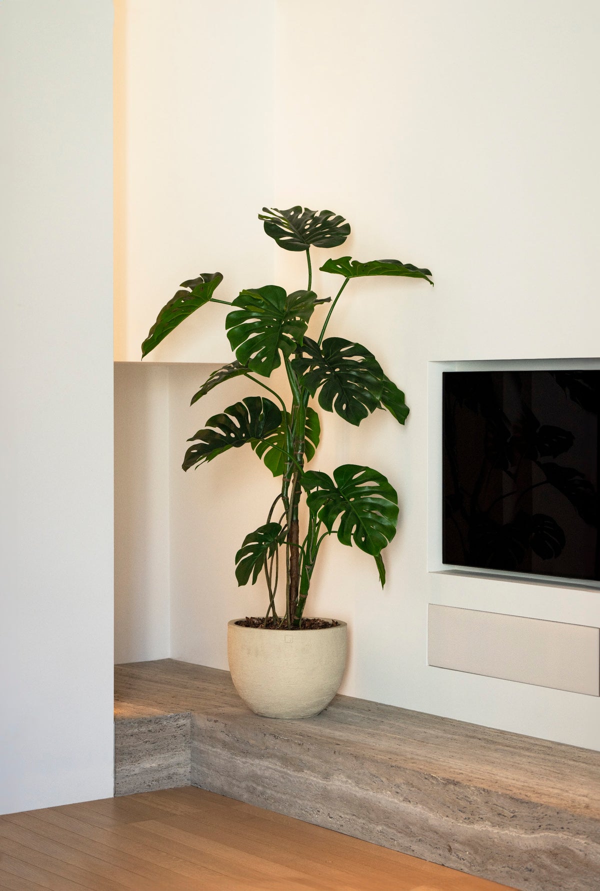 Monstera tree 150cm sfeerfoto