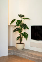 Monstera tree 150cm sfeerfoto