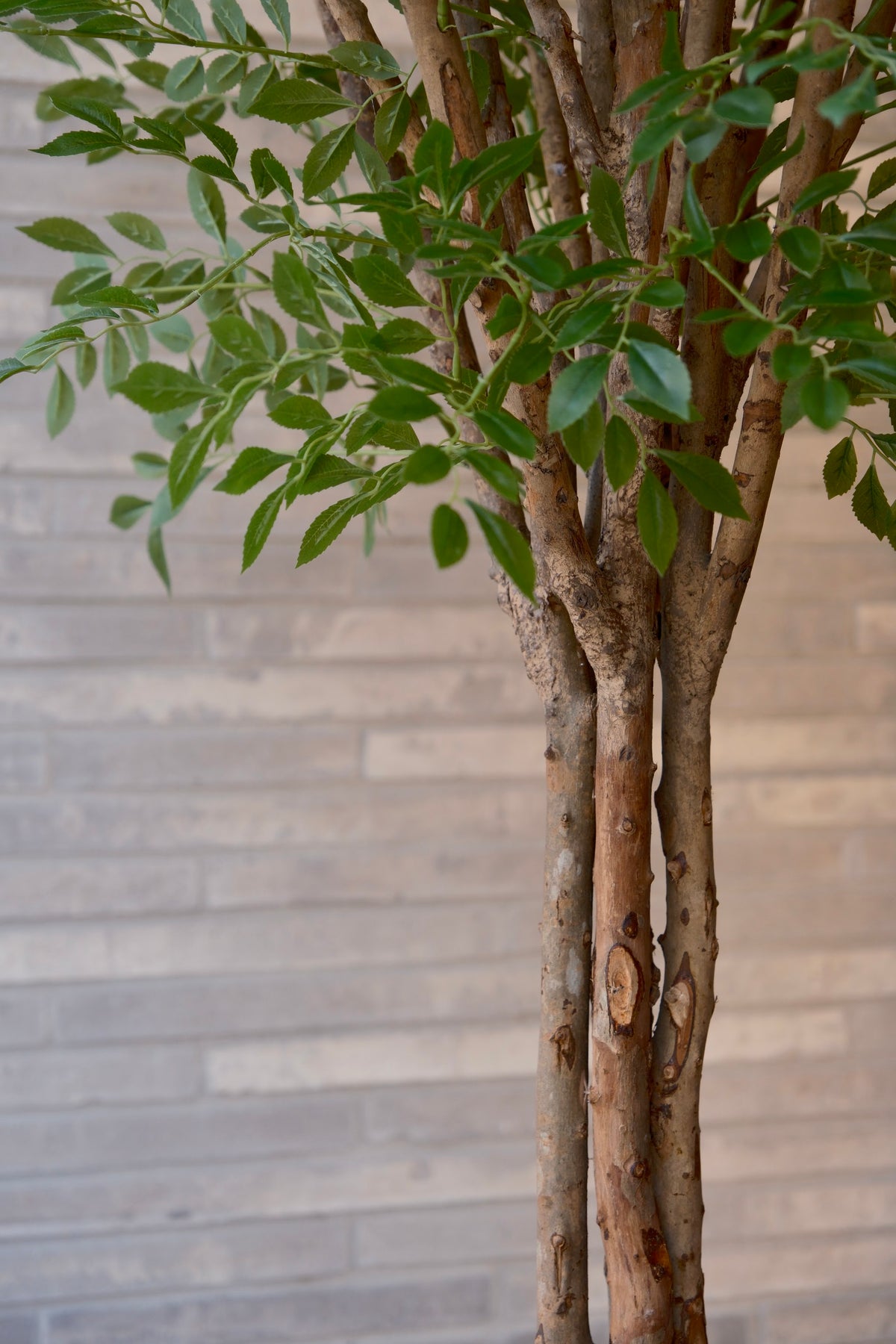 Nandina boom bladdetail