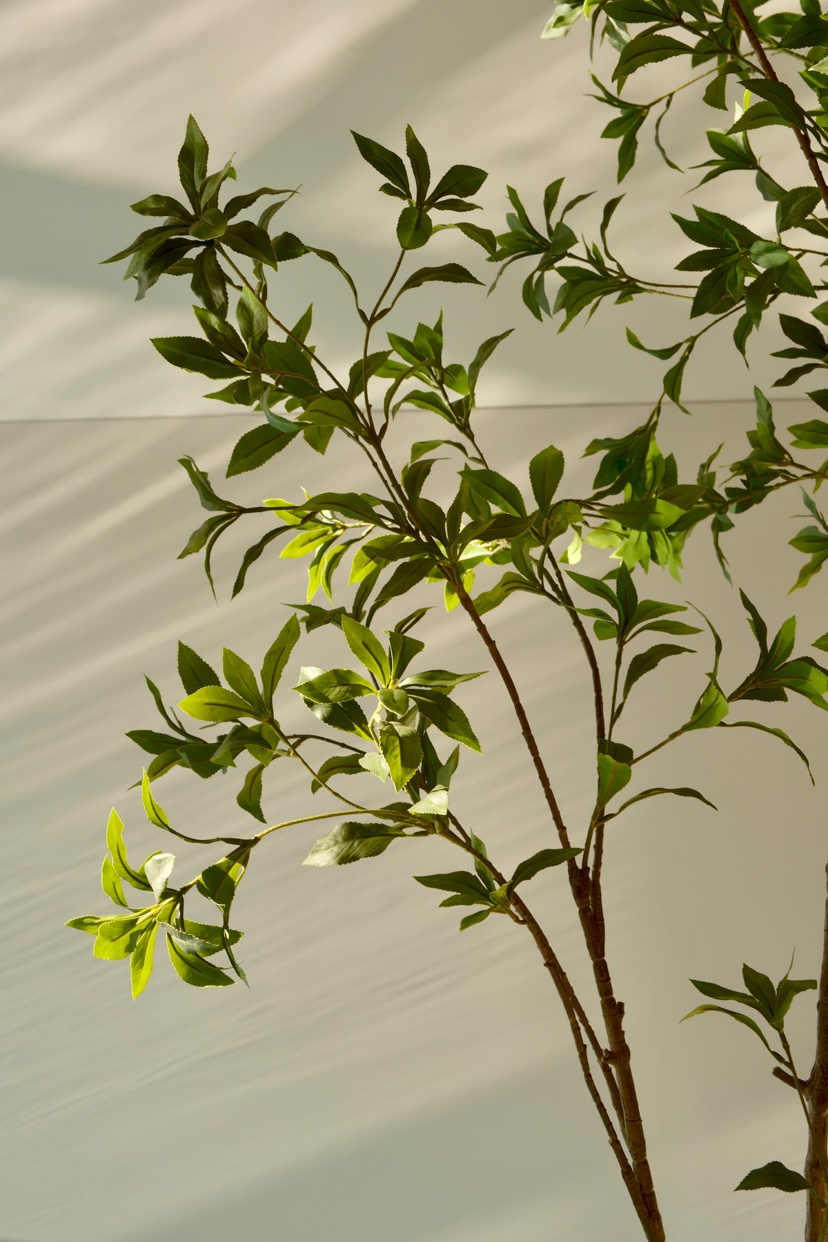 Pieris japonica bladdetail