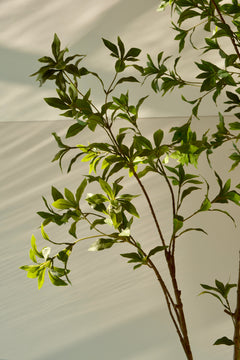 Pieris japonica bladdetail