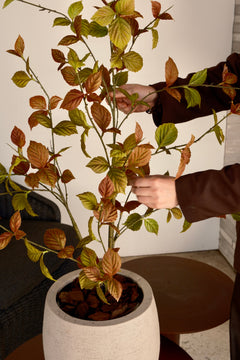 Beech leaf tree classic 100cm sfeerfoto