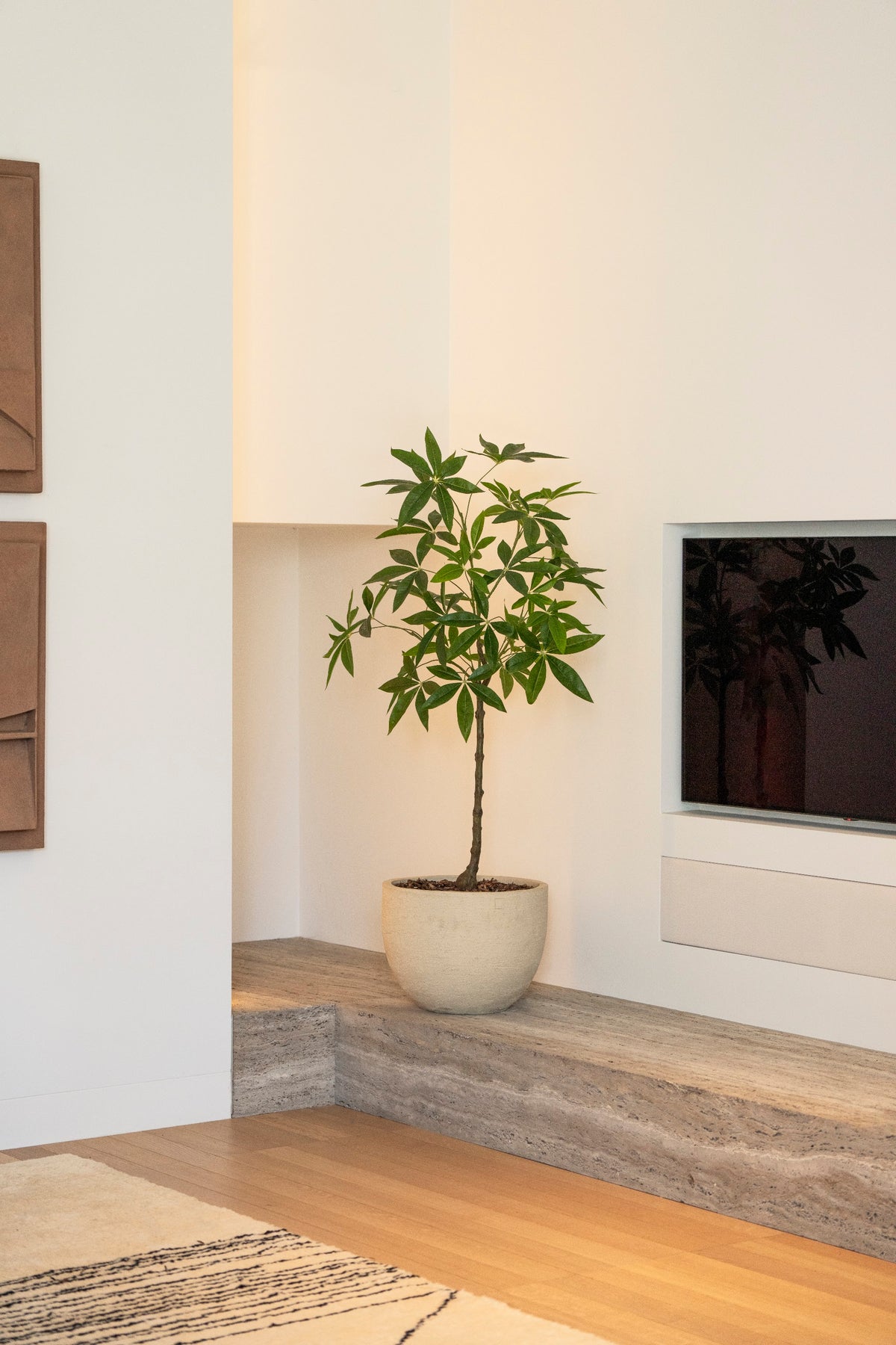 Schefflera boom 120cm sfeerfoto