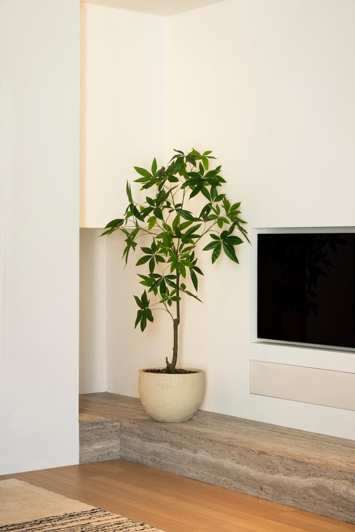 Schefflera boom 150cm sfeerfoto