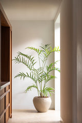 Palm plant 210cm sfeerfoto